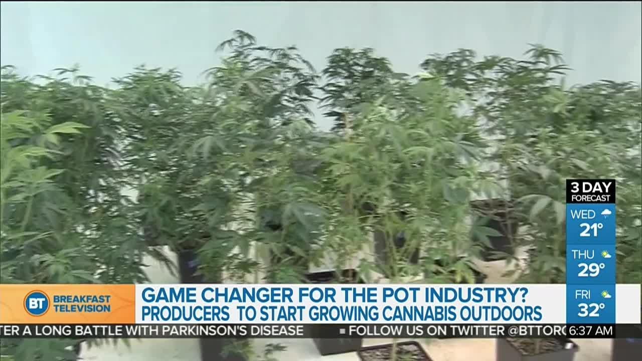 Could Canada be moving its cannabis production outdoors?