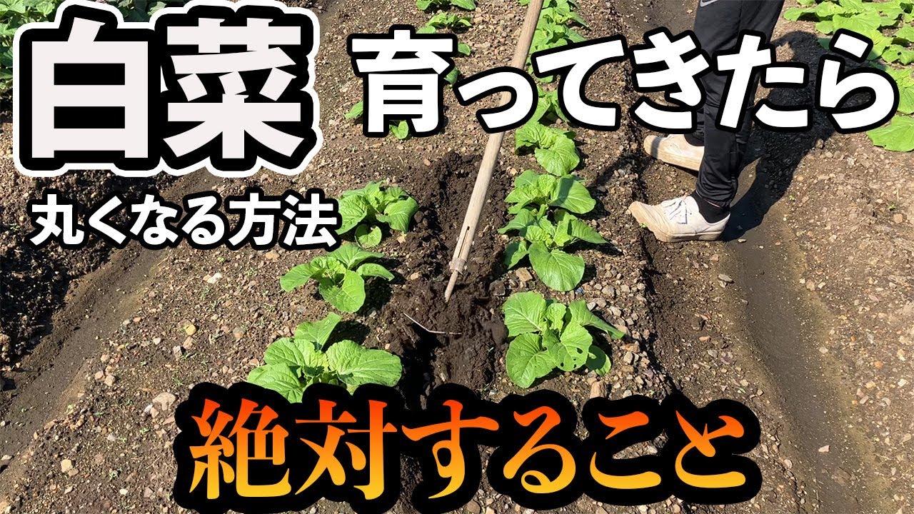 【白菜】育ってきたら必ずこれ！丸くなるためにも必須です！