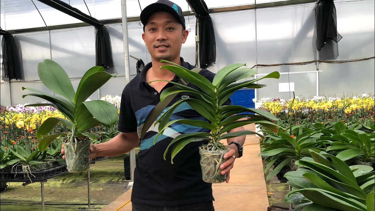 Bí quyết chăm lan hồ điệp lá to khỏe nhiều lá