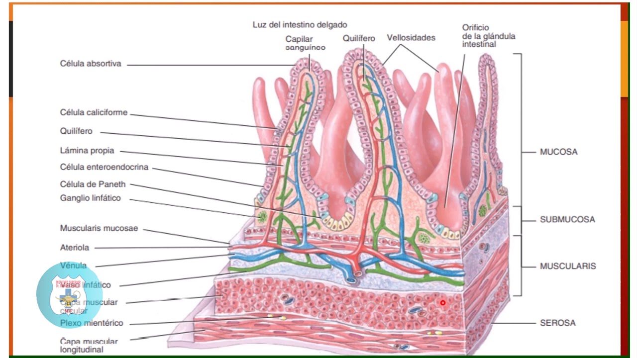 PROFESORA SOFÍA CUENCA   SISTEMA DIGESTIVO 2 UNIDAD 10
