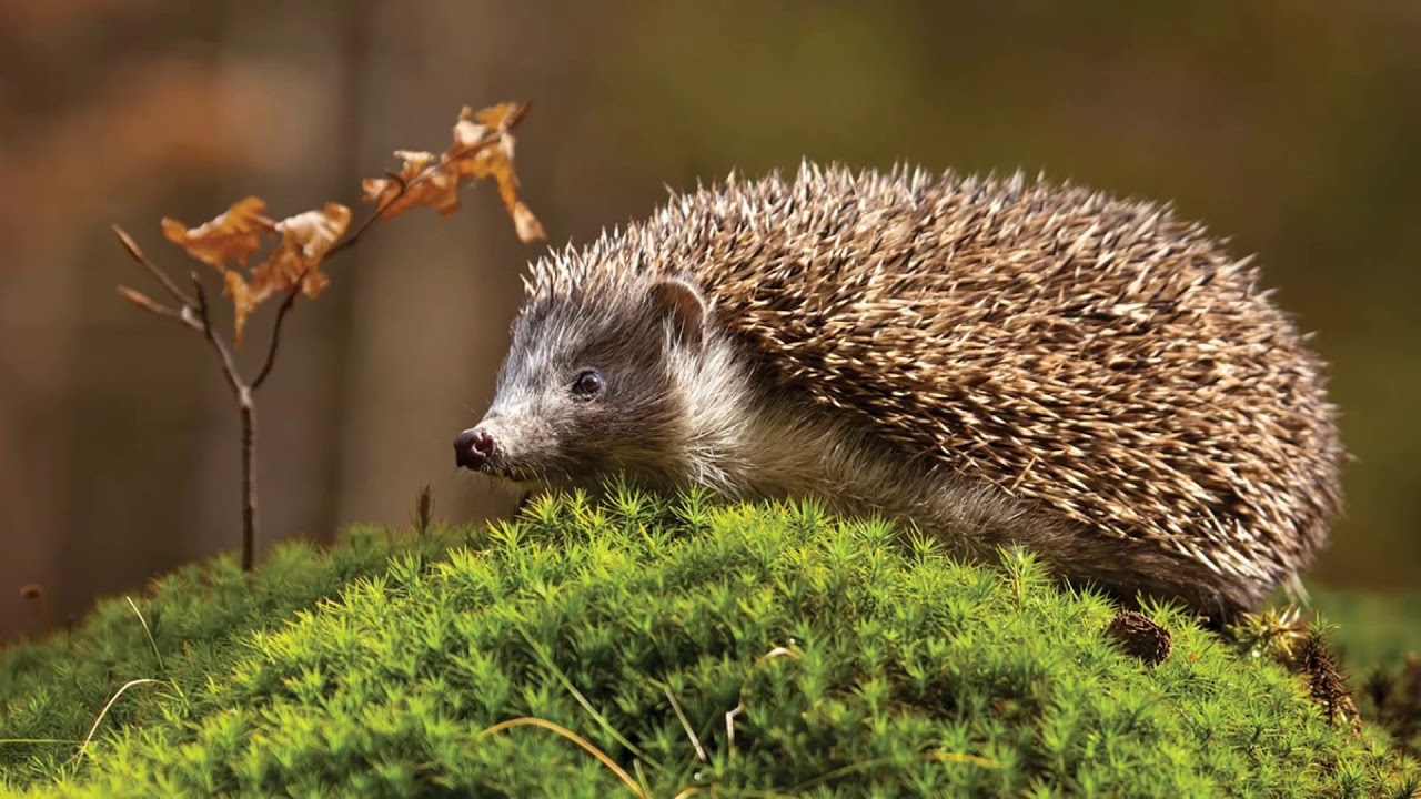 Benedicite - Andrew Carter (Mvt 4 Badgers and Hedgehogs)