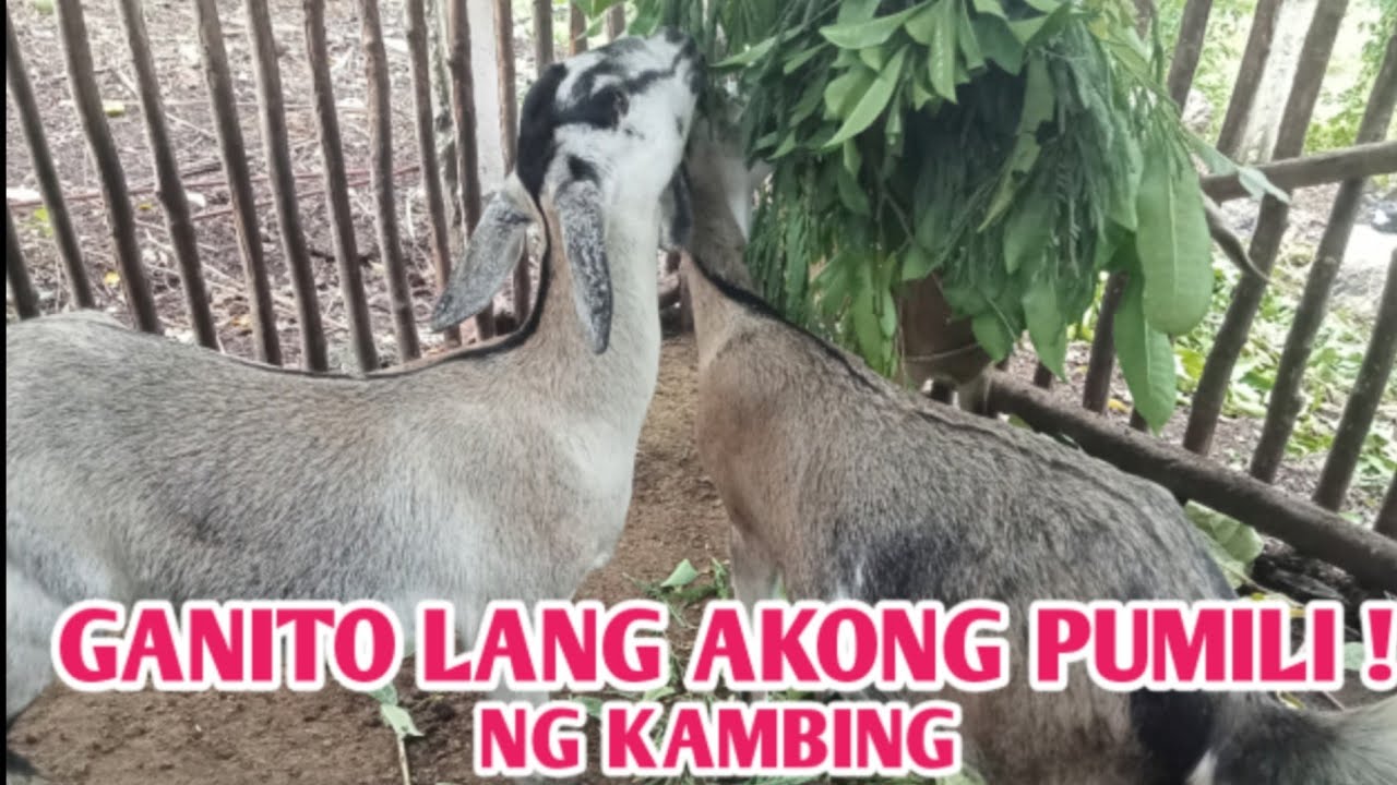 PAANO PUMILI NG MAGANDANG KAMBING!