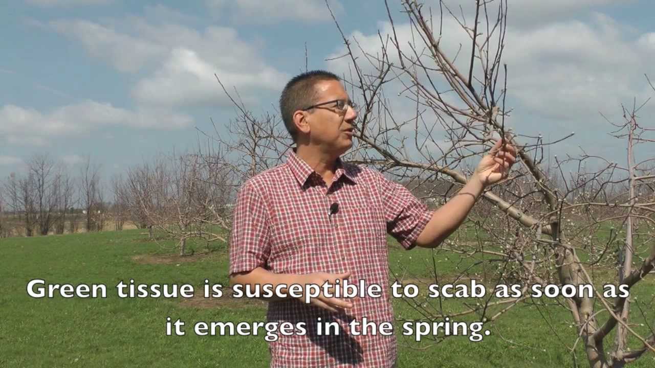 Apple scab disease management considerations at green tip