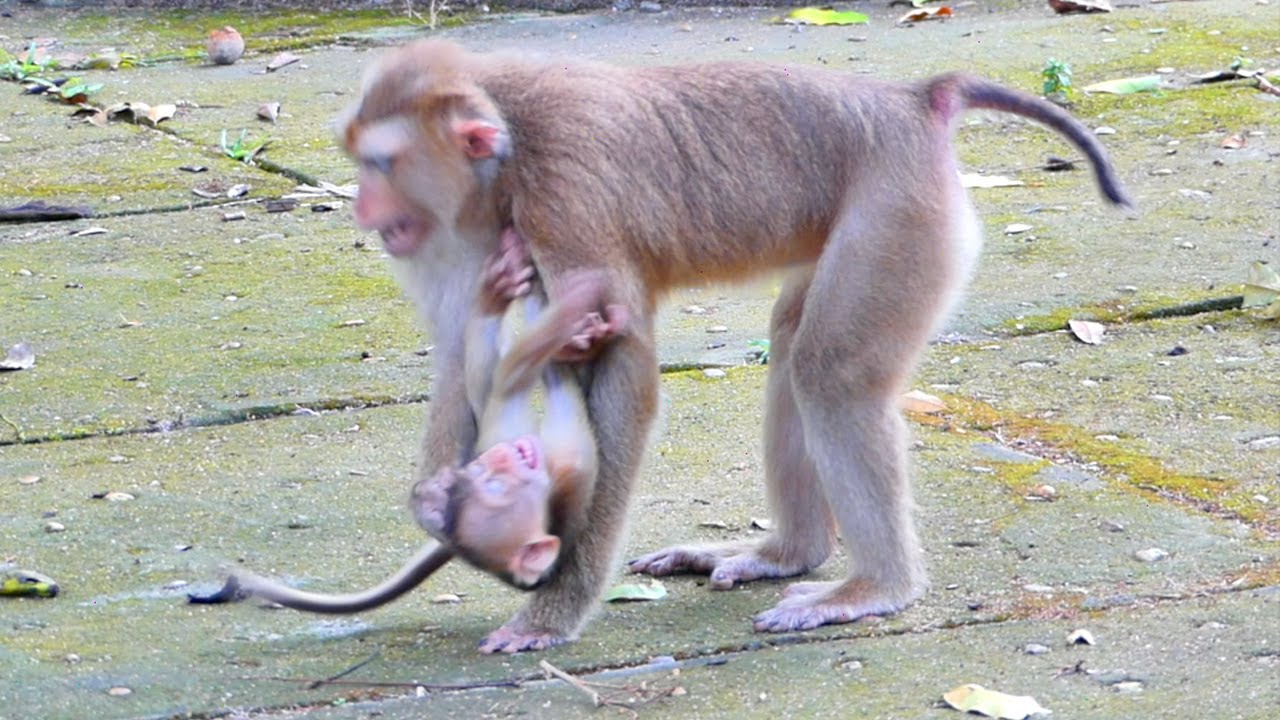 OMG ! Mama monkey SARIKA has feels bored baby SABA - when he tries to s.n.a.t.c.h food with her p!ty