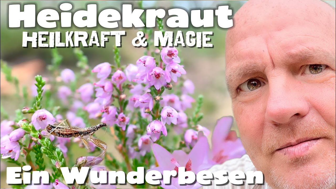 Heidekraut - Heilkraft & Magie, Der Wunderbesen bei Schmerzen, Entzündungen,  Bakterien & Viren