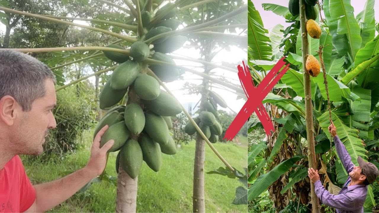 Como Fazer o Mamoeiro Produzir Baixinho | Mamão Anão Sem Fazer Nada
