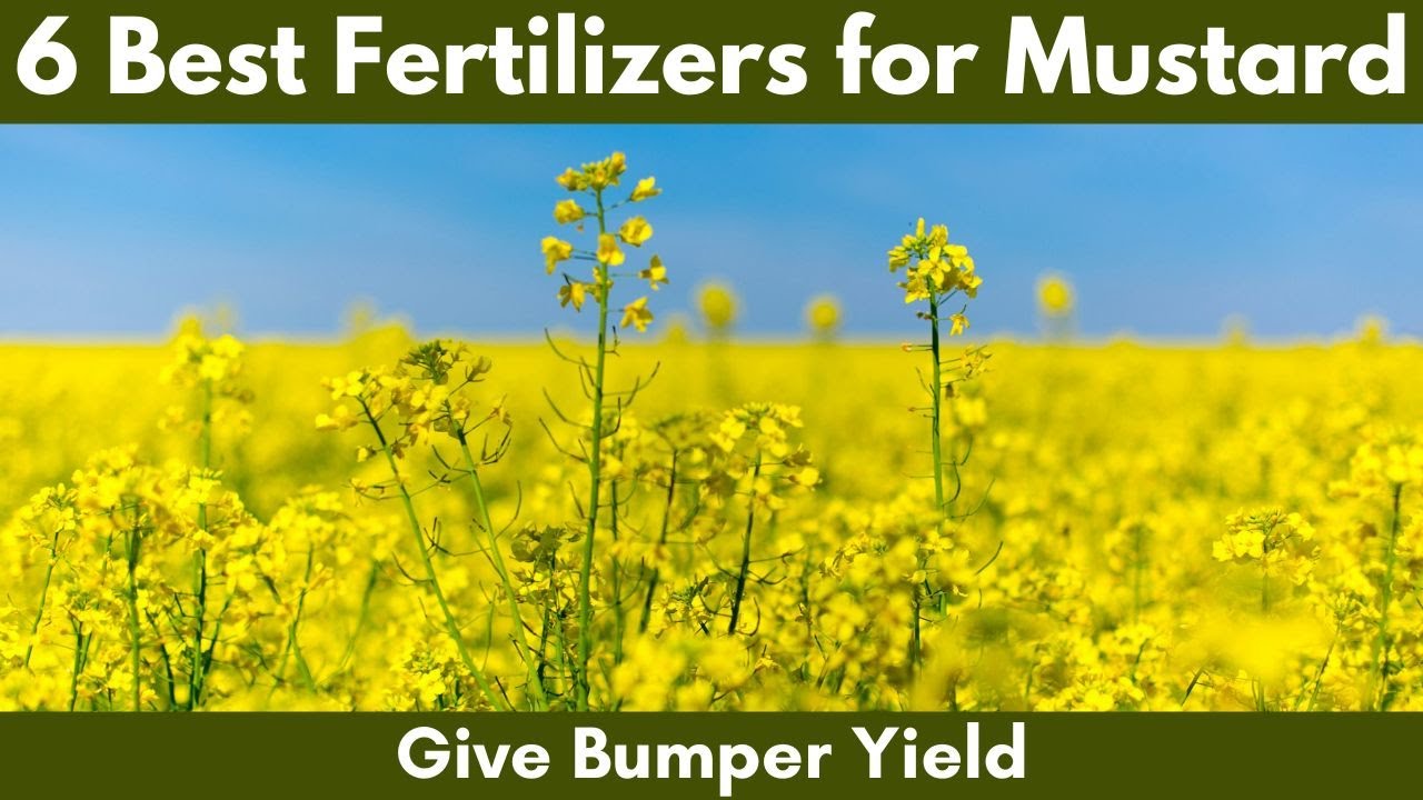 6 Best Fertilizers for Mustard Farming. Give Bumper Yield.