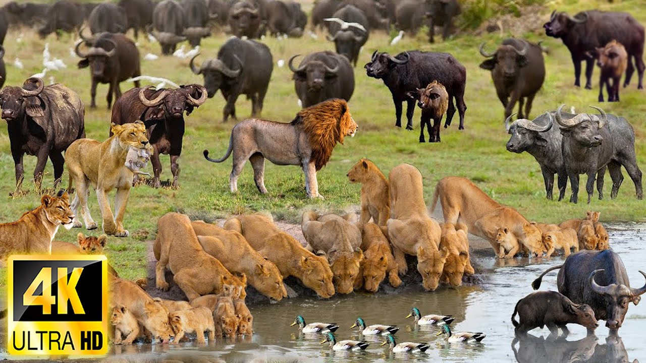 4K African Animals: Moremi Game Reserve - Scenic Wildlife Film With Safari Music & Real Sounds