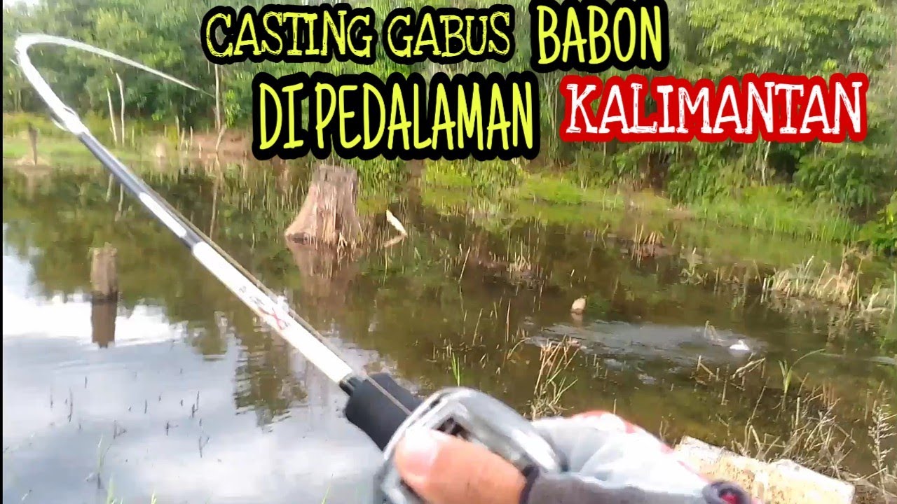 CASTING GABUS DI RAWA PEDALAMAN KALIMANTAN || Pesta Strike !!! ||