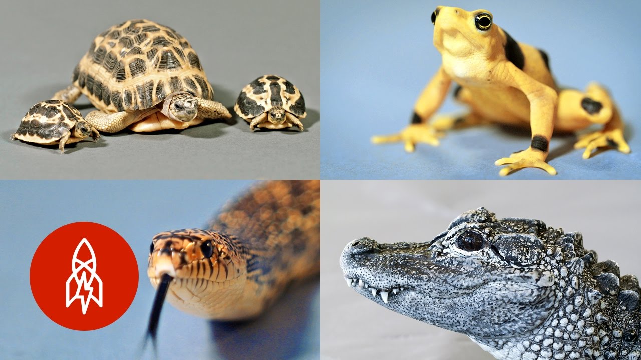 The Very Raddest Reptiles And Amphibians