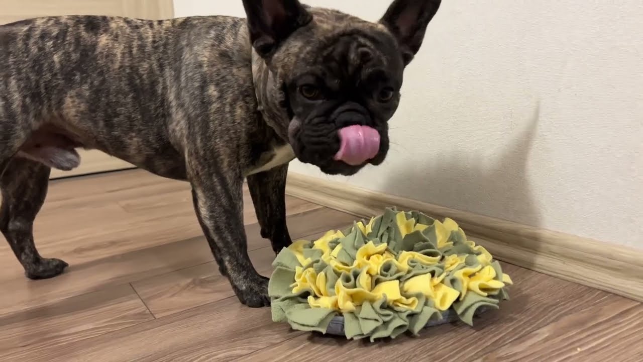 This French bulldog is practicing patience