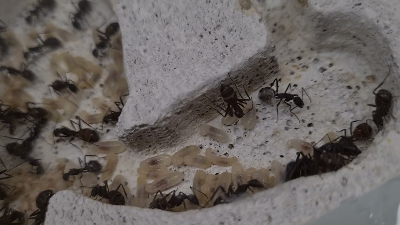 la fourmis du dimanche, réveil après diapause