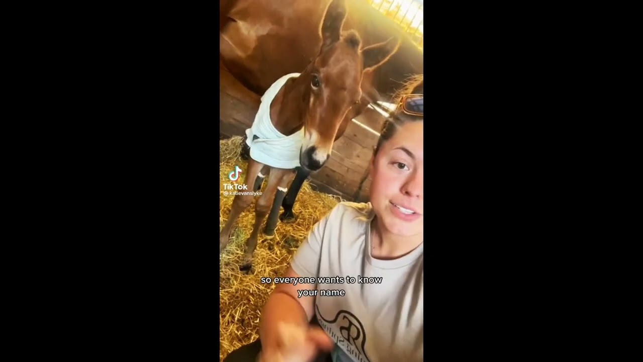 cute and funny foals