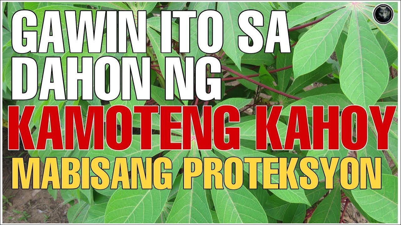 PANOORIN MO ITO, ANG SIKRETONG BISA AT KAPANGYARIHAN NG DAHON NG KAMOTENG KAHOY | Bhes Tv