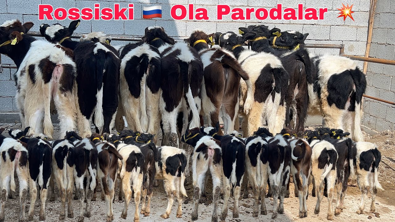 Sut Yo'nalishiga 🥇 Sigirbop G'unojinlar Sotuvda 💥 || Ilhomjon Akadan ✅