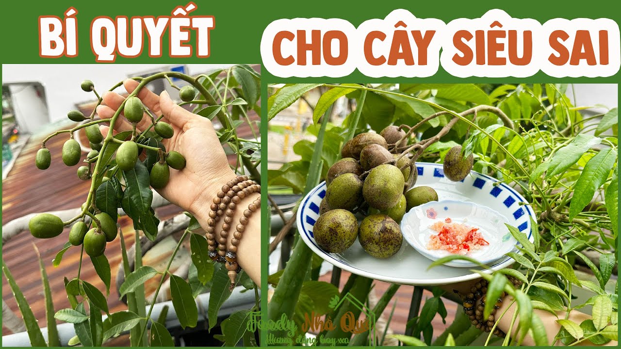 CÁCH TRỒNG CÓC THÁI TRONG CHẬU CHO TRÁI QUANH NĂM