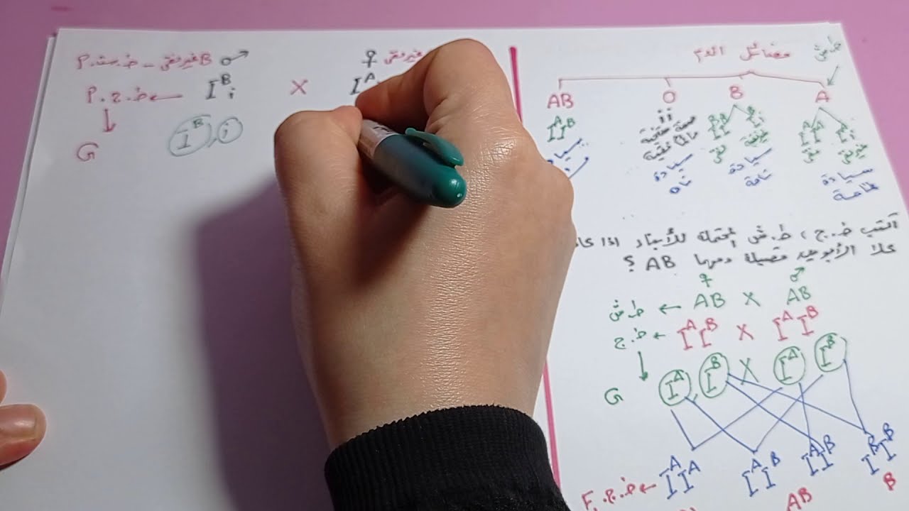 الاليلات المتعددة 2