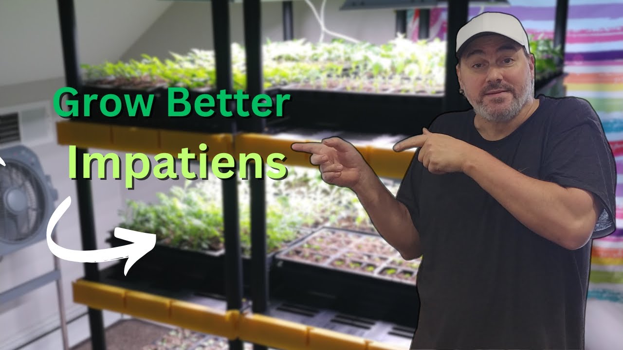 How to Grow Impatiens from Seed  : Beginner's Complete Guide