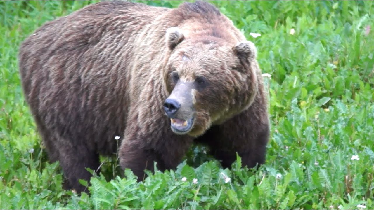 Yukon: Über den Chilkoot Trail ins Land der Bären - Bear country