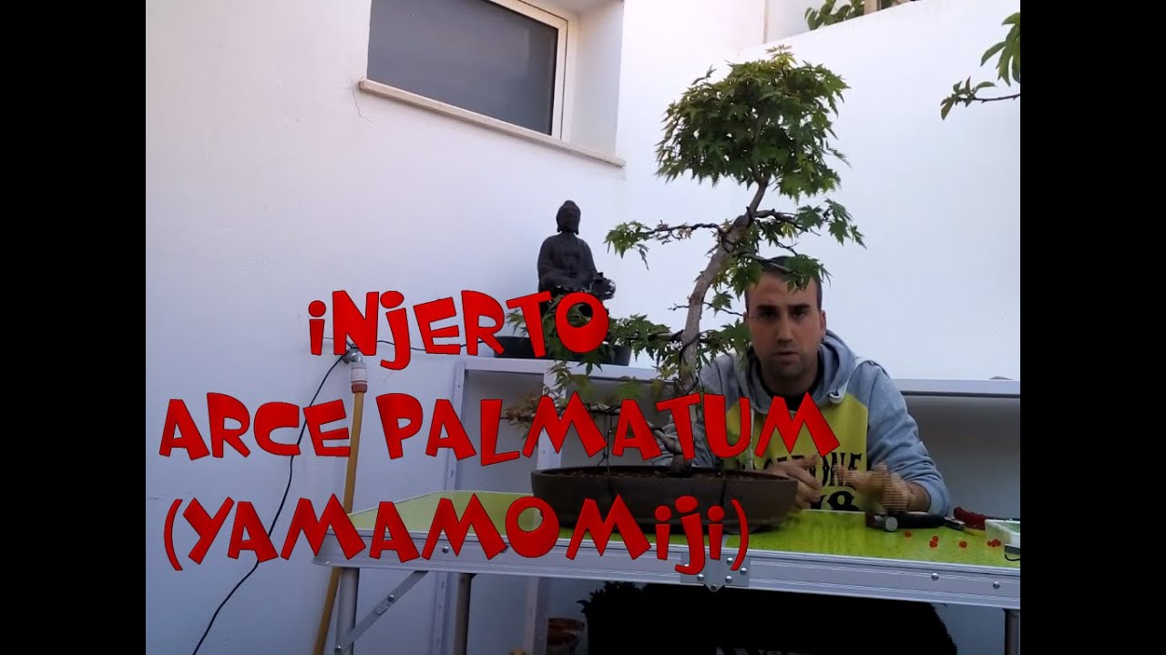Injerto Arce palmatum (yamamomiji)