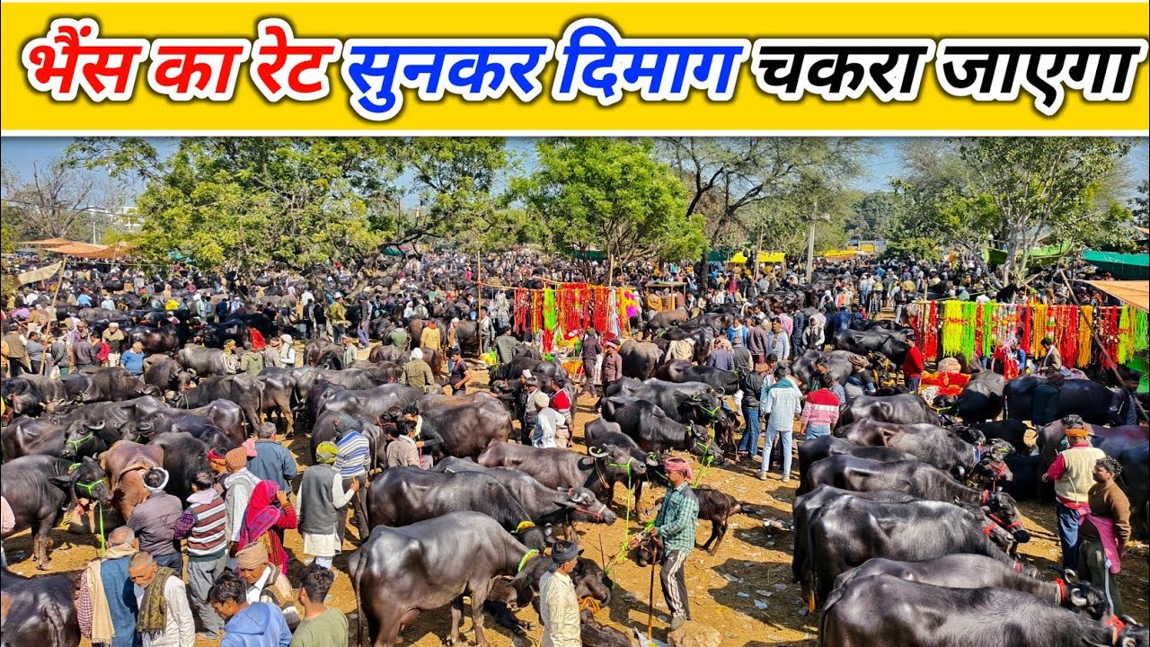 भैंस का रेट सुनकर दिमाग चकरा जाएगा | Pashu Mandi | Buffalo Market | Mandi Vlogs