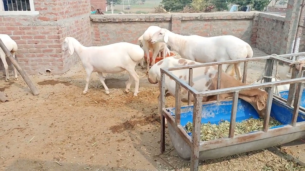 jameel Khan Turkey dumba contact 6351462832