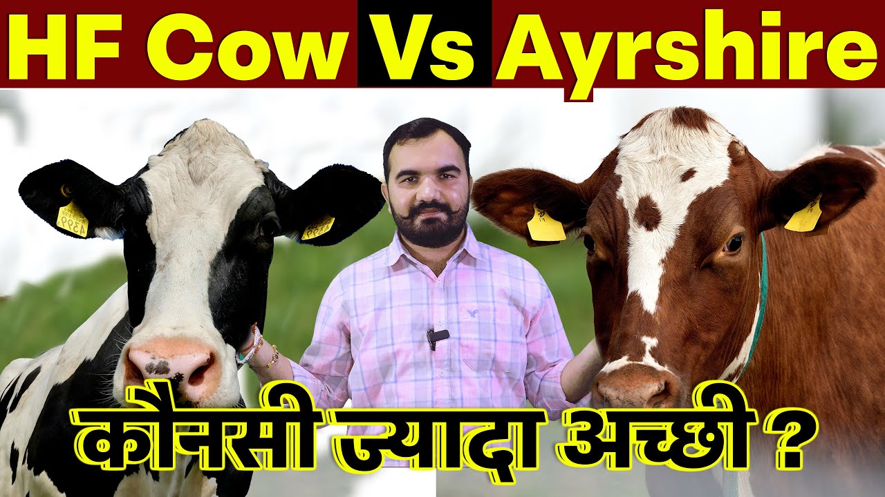 HF Cow Vs Ayrshire Cow? | Dairy Farming के लिए सही गाय कैसे चुनें |Best Dairy Cow for Profit india