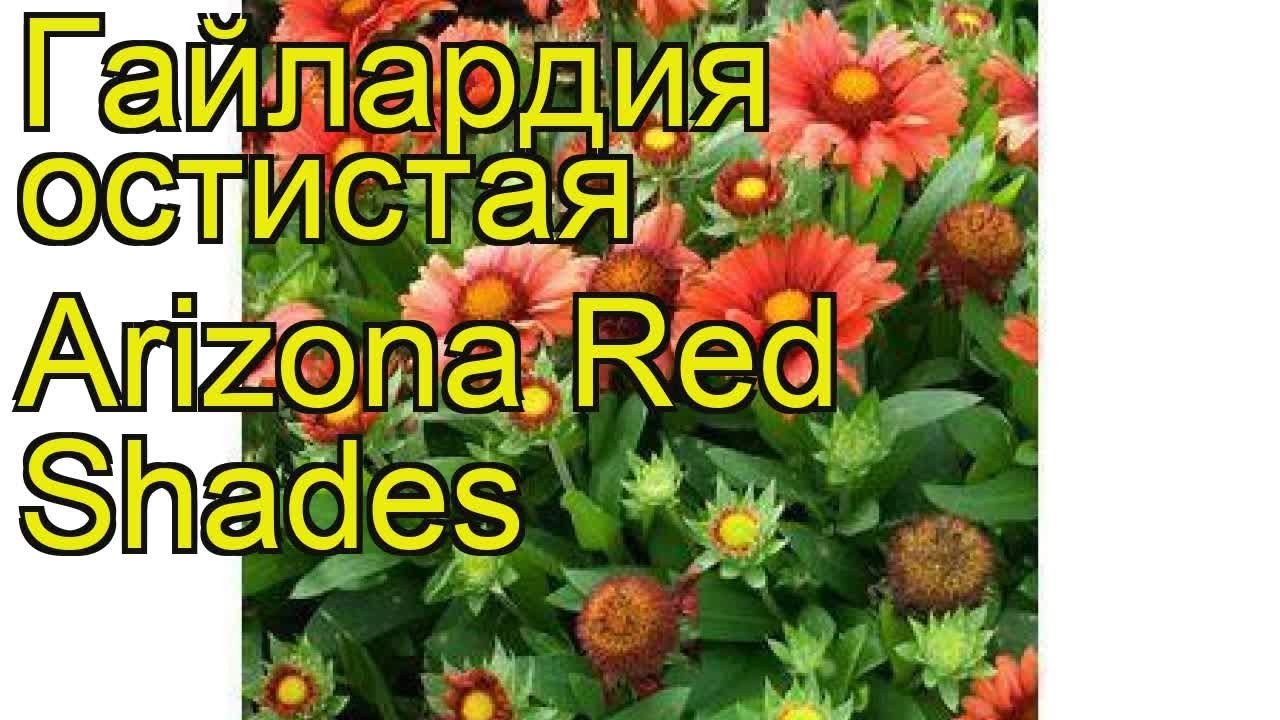 Гайлардия остистая Arizona Red Shades. Краткий обзор, описание характеристик