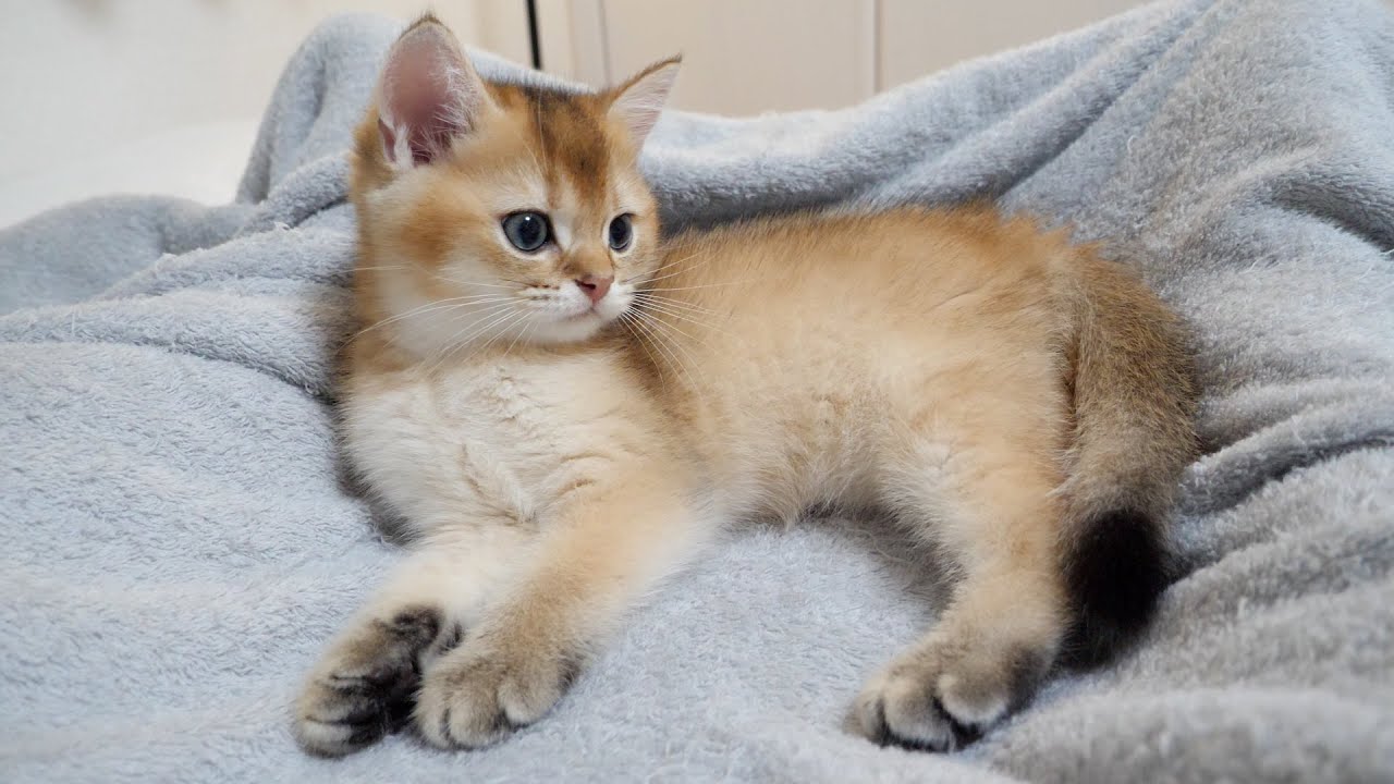 This is the last night I will spend with my kitten Mocha...