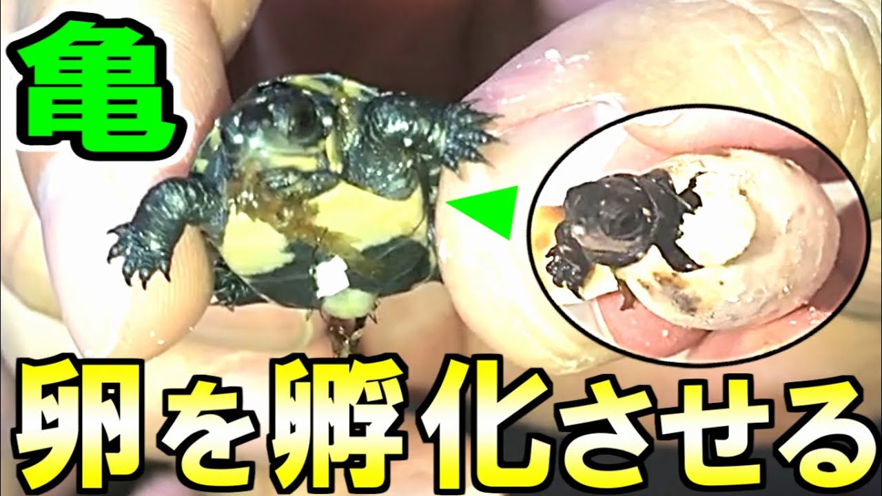 亀の卵を孵化させる方法＆2020年庭池の亀の孵化状況を報告します！【2020