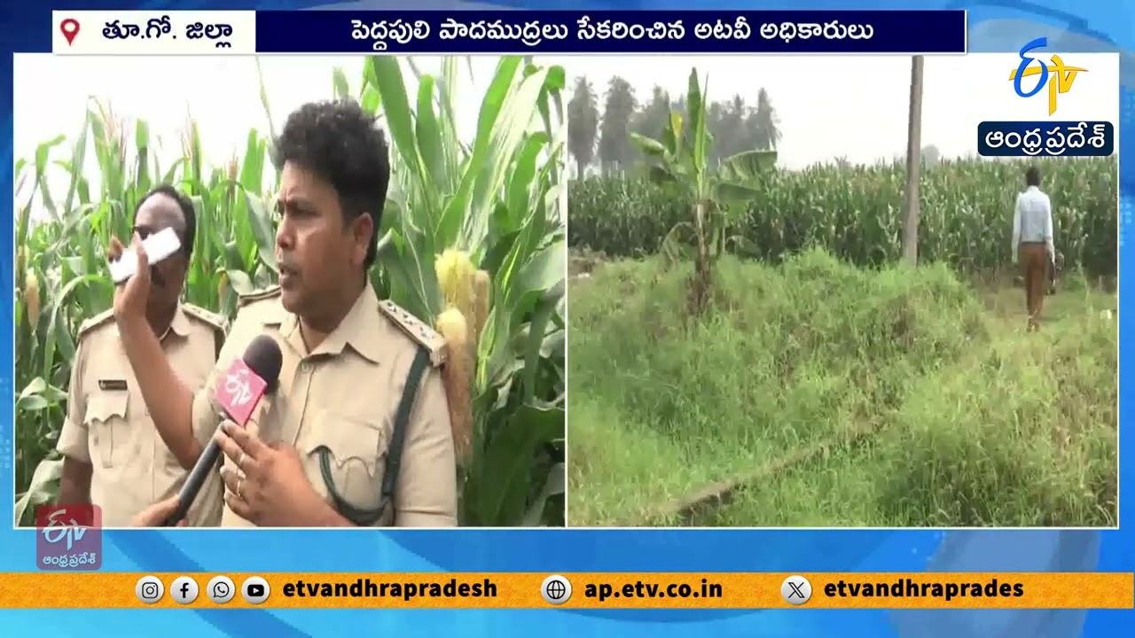 Forest Officer David Raju Interview Over Tiger Roaming in Rajamahendravaram