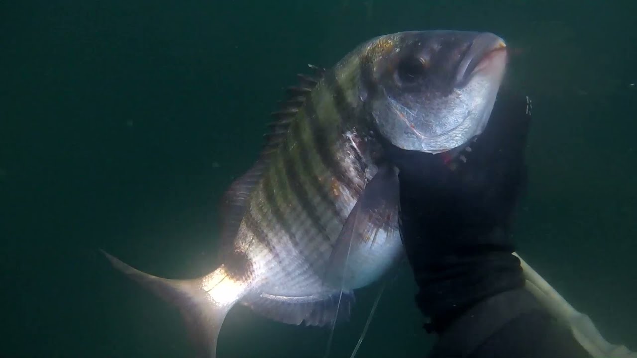 CHASSE SOUS MARINE GROS SARS A TROU