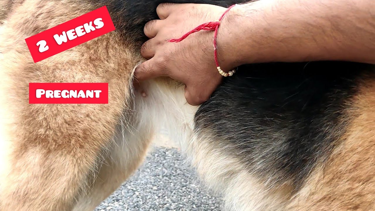 2 Weeks Pregnant German Shepherd |  April Pregnant hey!!🥳