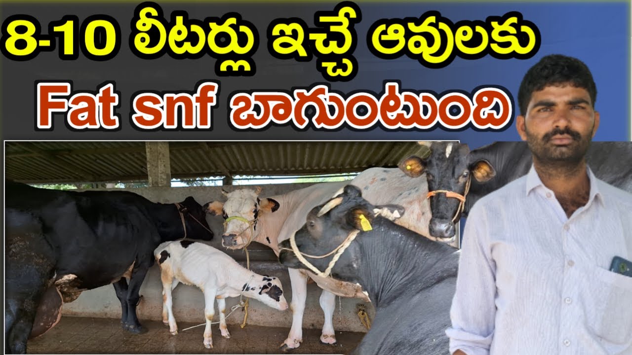 పాలతో పాటు బ్రీడ్ మీద దృష్టి Focus on breed along with milk in dairy farm @MalleshAdla