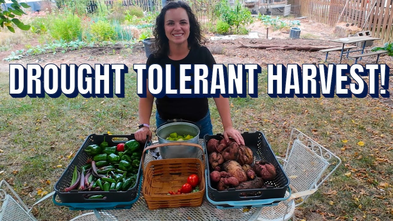 Сентябрьский урожай в саду: что пережило засуху?