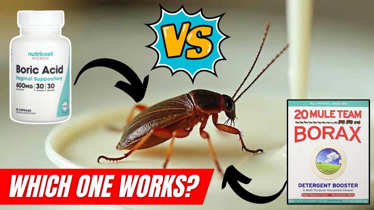 Boric Acid vs  Borax – Which Is Better for Cockroach Control?