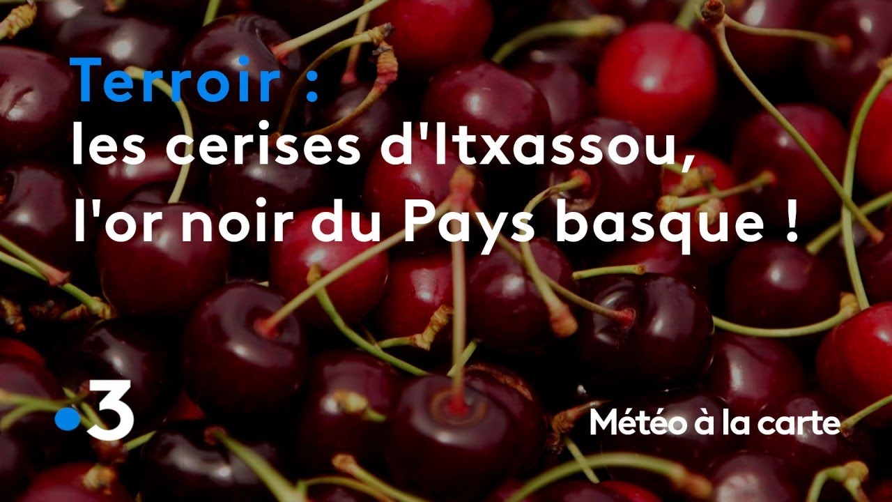 Les cerises d'Itxassou, l'or noir et rare du Pays basque ! - Météo à la carte