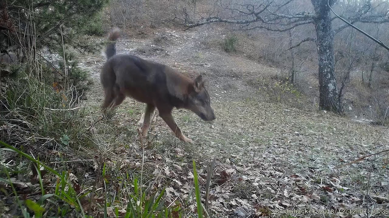 Nei territori del Lupo Appenninico