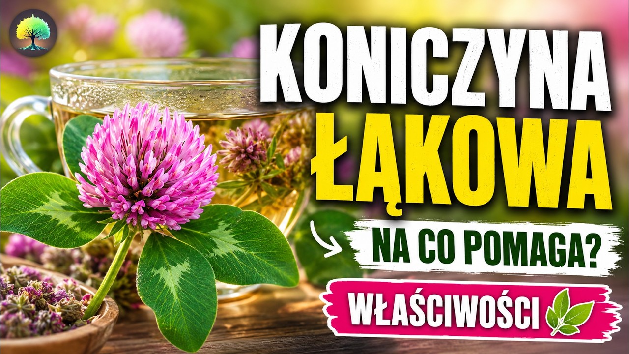 Czerwona Koniczyna Łąkowa💚🍀- Właściwości, Jak Stosować, Czy Pomaga na Menopauzę? #koniczyna, #zioła