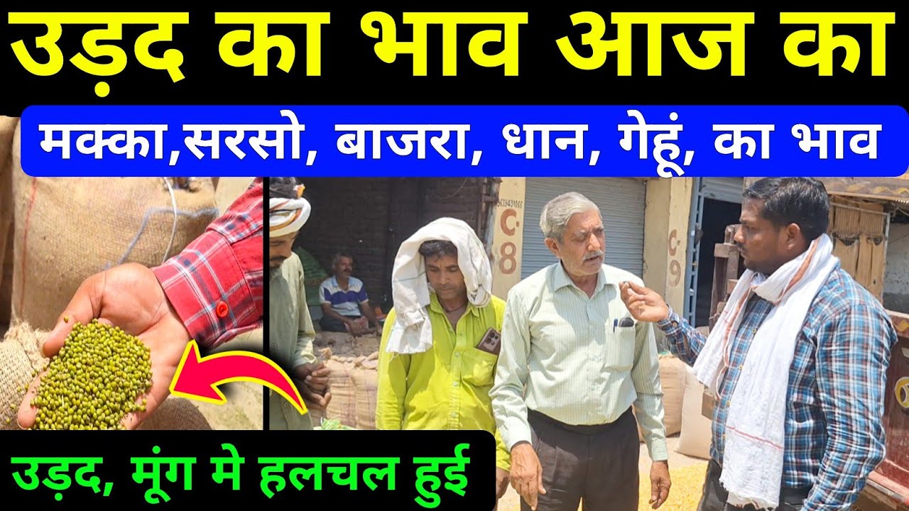 उड़द की रिकॉर्ड पैदावार लेने वाले किसान | makka rate today / moong rate today / makka ka bhav aaj ka 