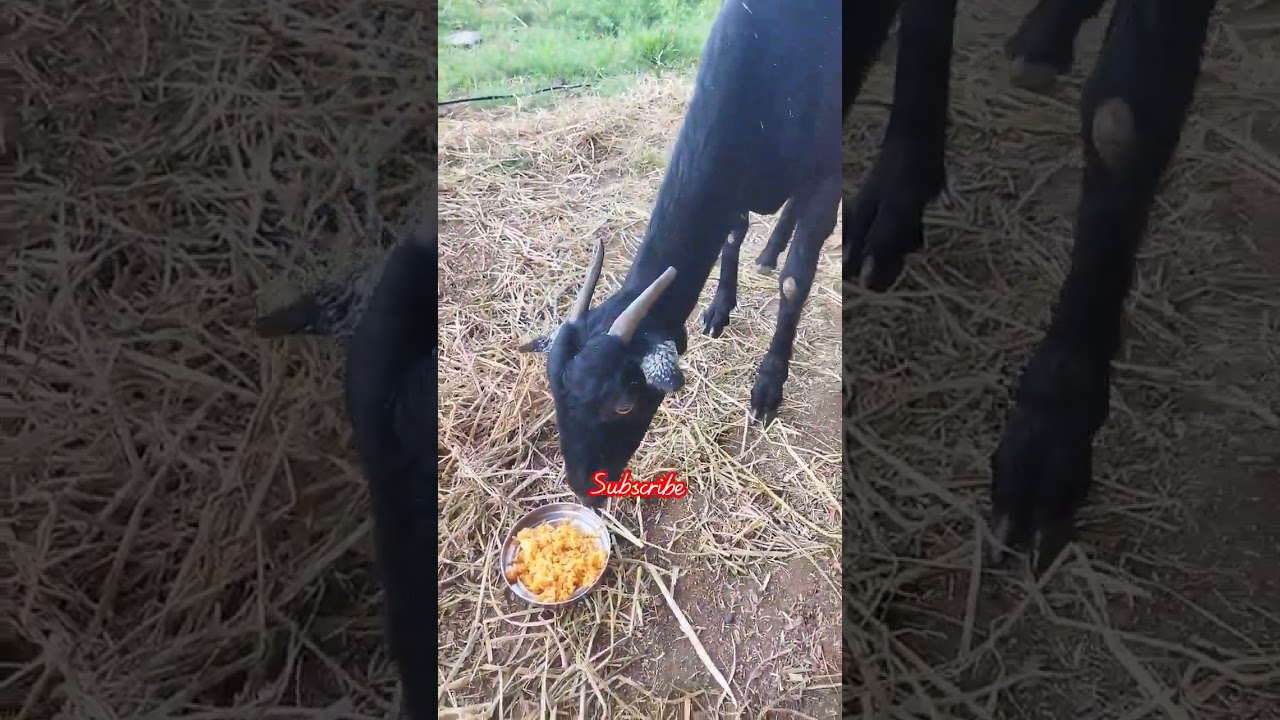 🐐| @me crazy sai | #telugufeed #viral #youtubeshorts #trending #shortsfeed