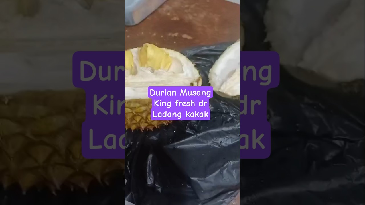 makan durian Musang king lagi gaiss..fresh Dari ladang kakak 