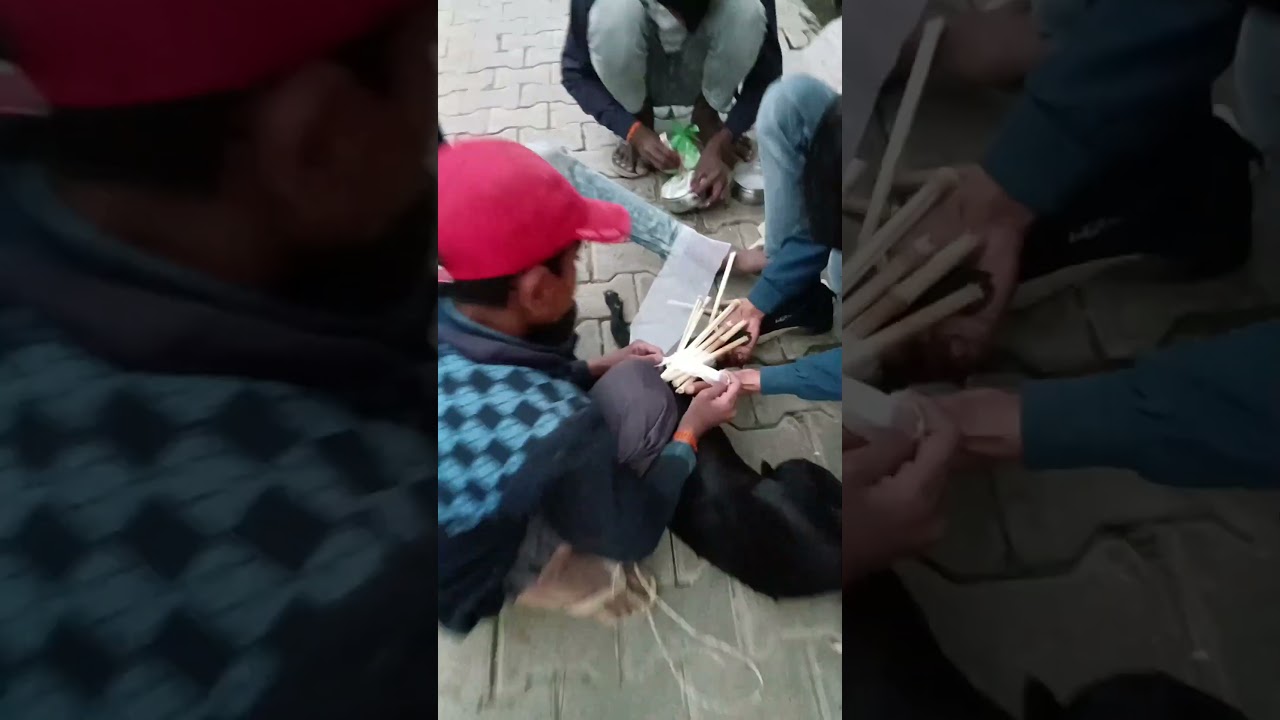 Dog Rescue Video 
