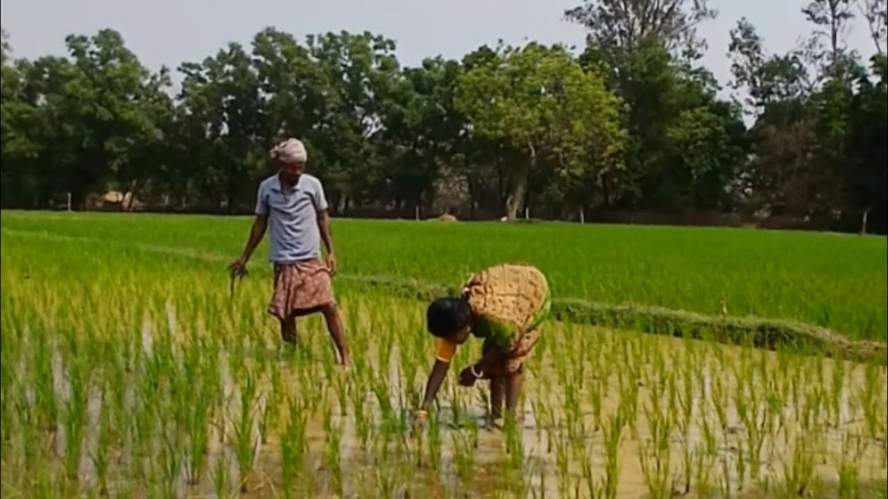 Village Life Eating And Beautifull Rice Paddy Field @tusuzupuvlogs 