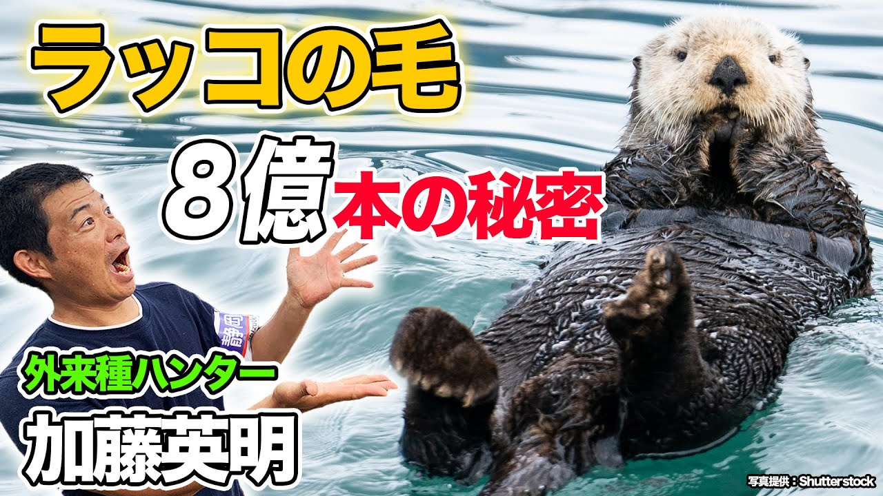 19.野生のラッコ見つけちゃった！北海道霧多布岬