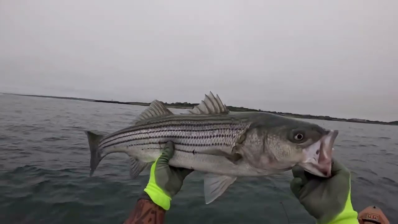 Trolling the tube for Stripers and blues!