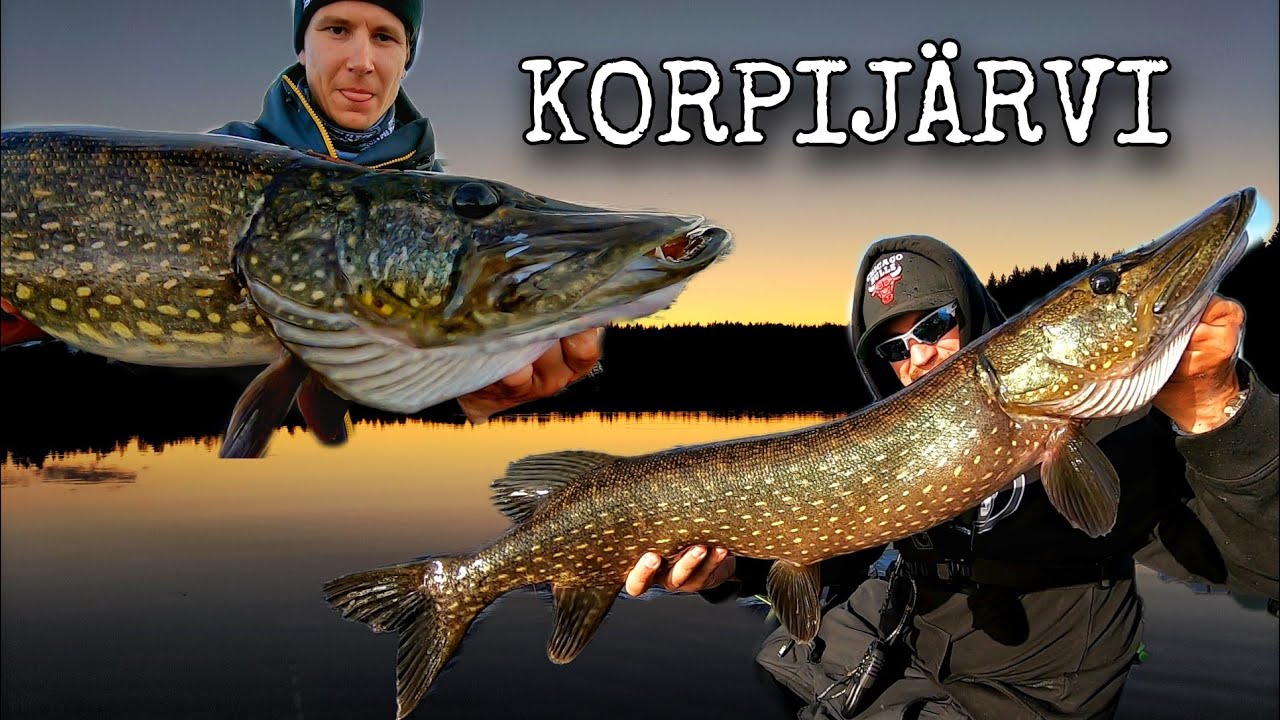 KORPIJÄRVEN SALAISUUDET | KOUKUT SORMISSA | PUHELIN RIKKI | MUTTA KALAA NOUSEE
