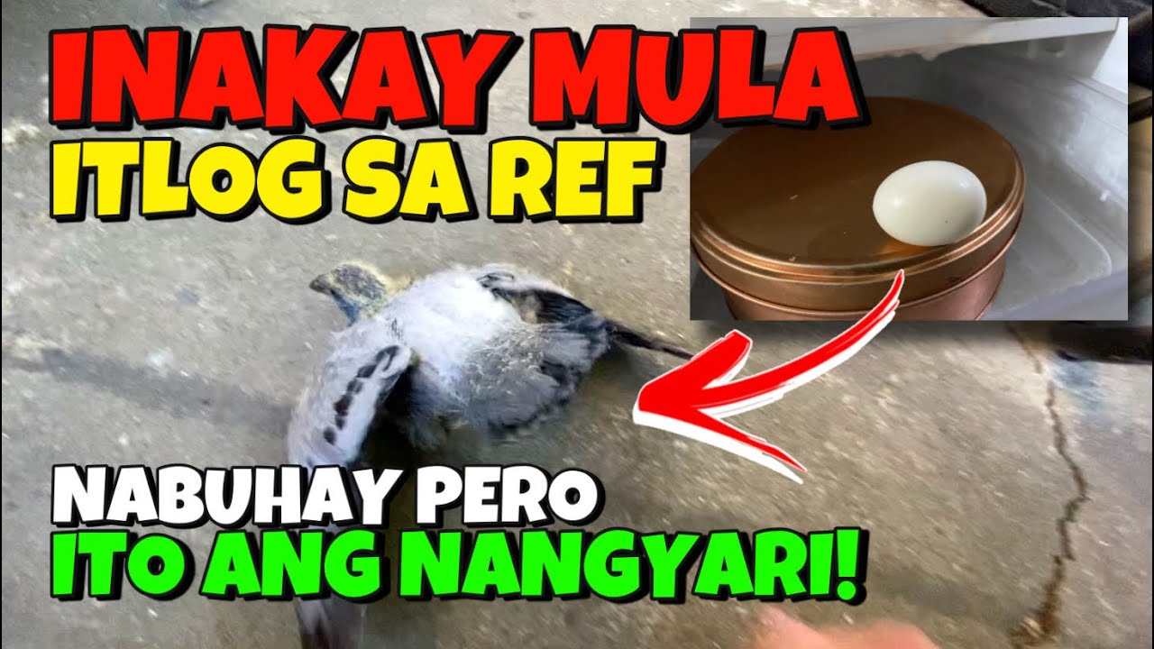 INAKAY NA MULA SA REF ANG ITLOG, NABUHAY PERO BAKIT GANUN?