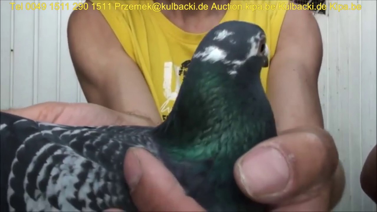 961 już sprzedany inbred na syna dolce vita 250.000 euro China for sale grandchild of son dolce vita
