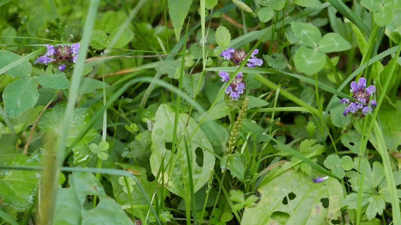 Waldbaden im Schwarzwald-  Aufatmen in Gottes Schöpfung